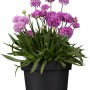 Grasnelke Dreameria im Topf, rosa-lila Blüten, ca. 19 cm Topf-Ø. Stehpflanze für Beet und Kübel.