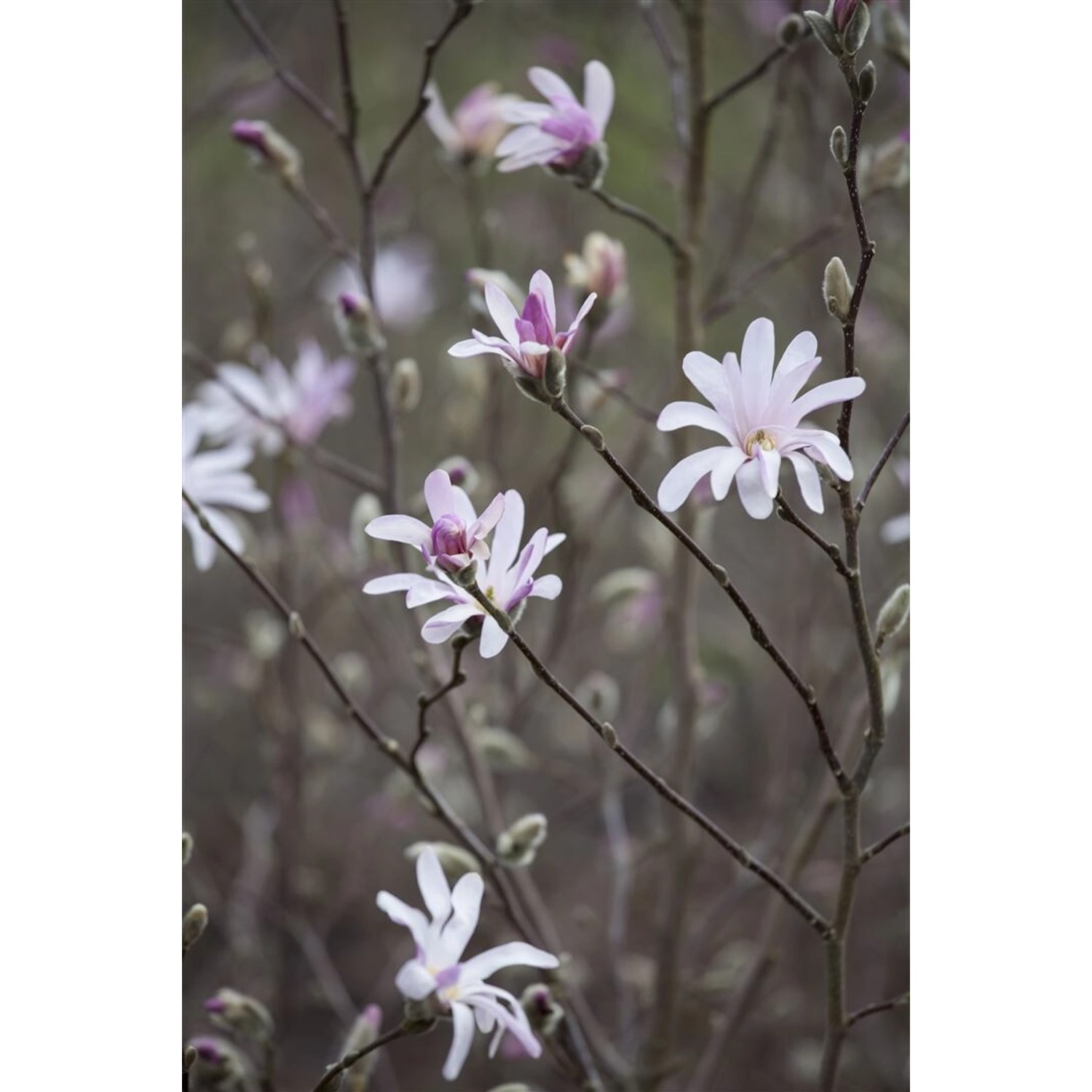 Magnolia Soulangiana Tulpenmagnolie 40-60 cm günstig online kaufen