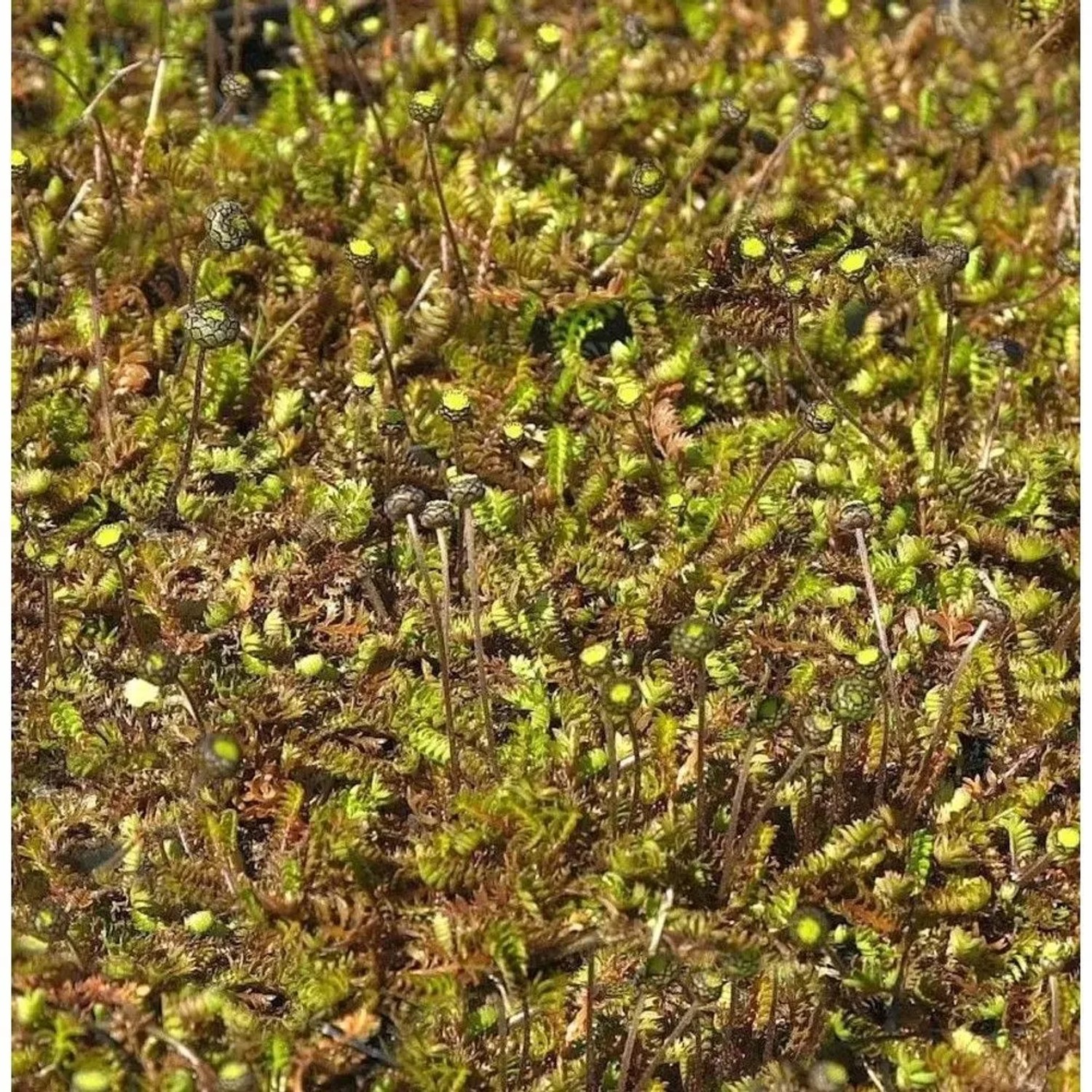 Brauner Fiederpolster - Leptinella dioica