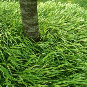 6 x Japanisches Berggras Hakonechloa macra Topf 9cm Laubabwerfend