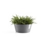Runde, graue Ecopots Pflanzschale Frankfurt (Ø 31 cm) mit grüner Pflanze.