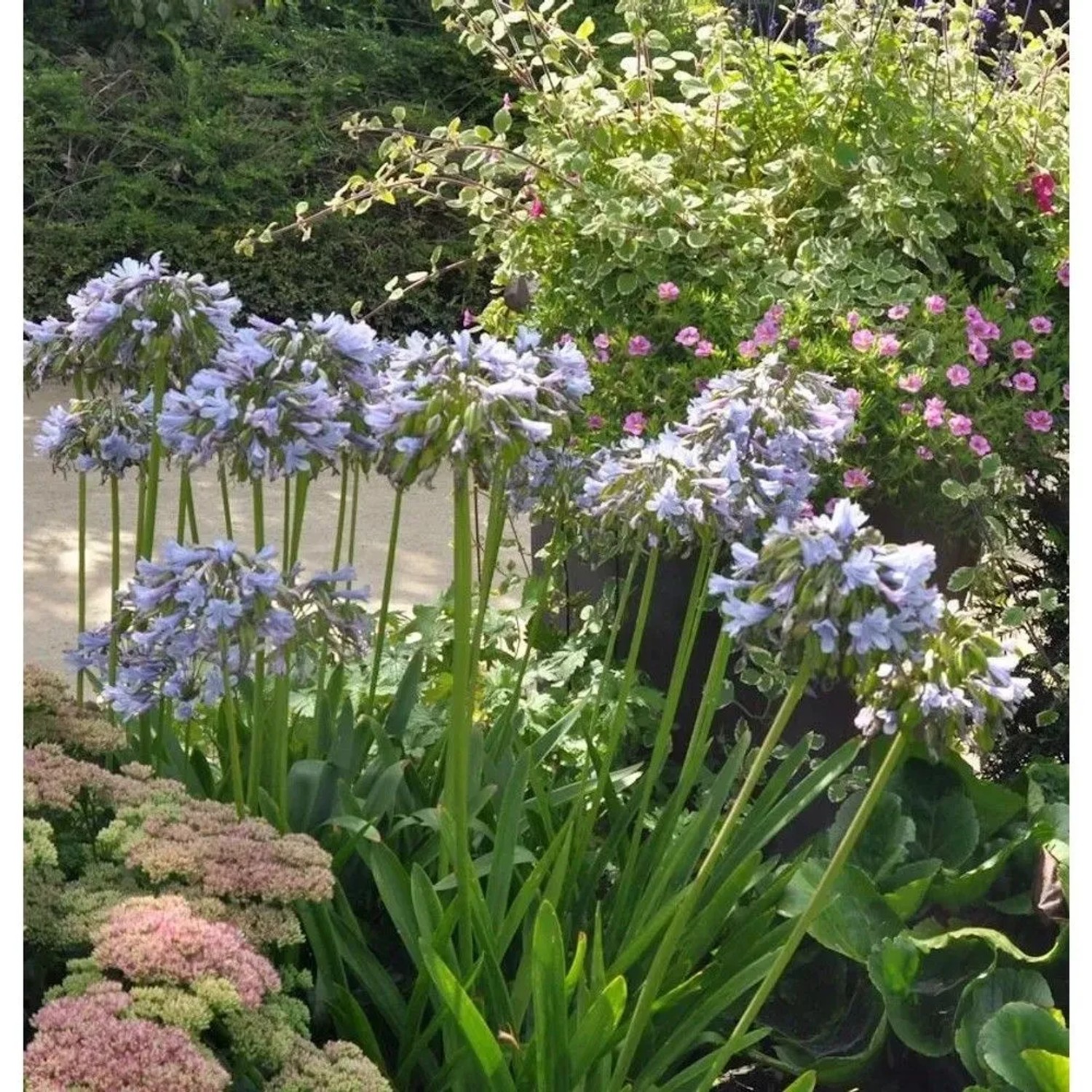 Liebesblume Schmucklilie Twister - großer Topf - Agapanthus africanus