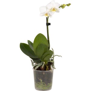 Schmetterlingsorchidee Little Kolibri mit weißen Blüten im Topf, ca. 30cm hoch.