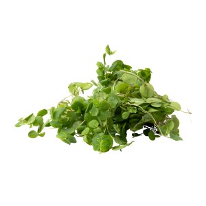 Stoffels Aquariumpflanze Phyllanthus fluitans mit runden, grünen Blättern.