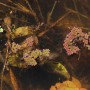 Dennerle Plants Azolla Filiculoides, Schwimmpflanze für Aquarium und Gartenteich.