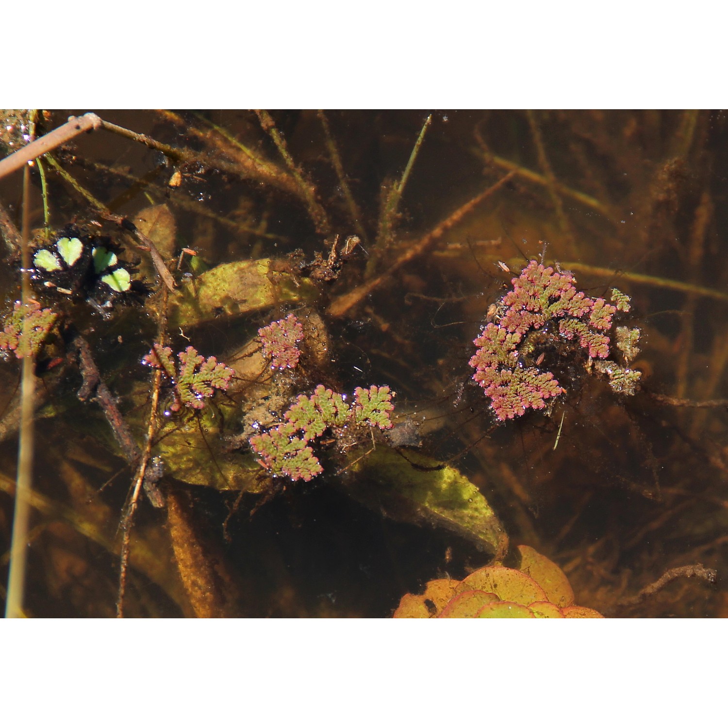 Dennerle Plants Azolla Filiculoides, Schwimmpflanze für Aquarium und Gartenteich.