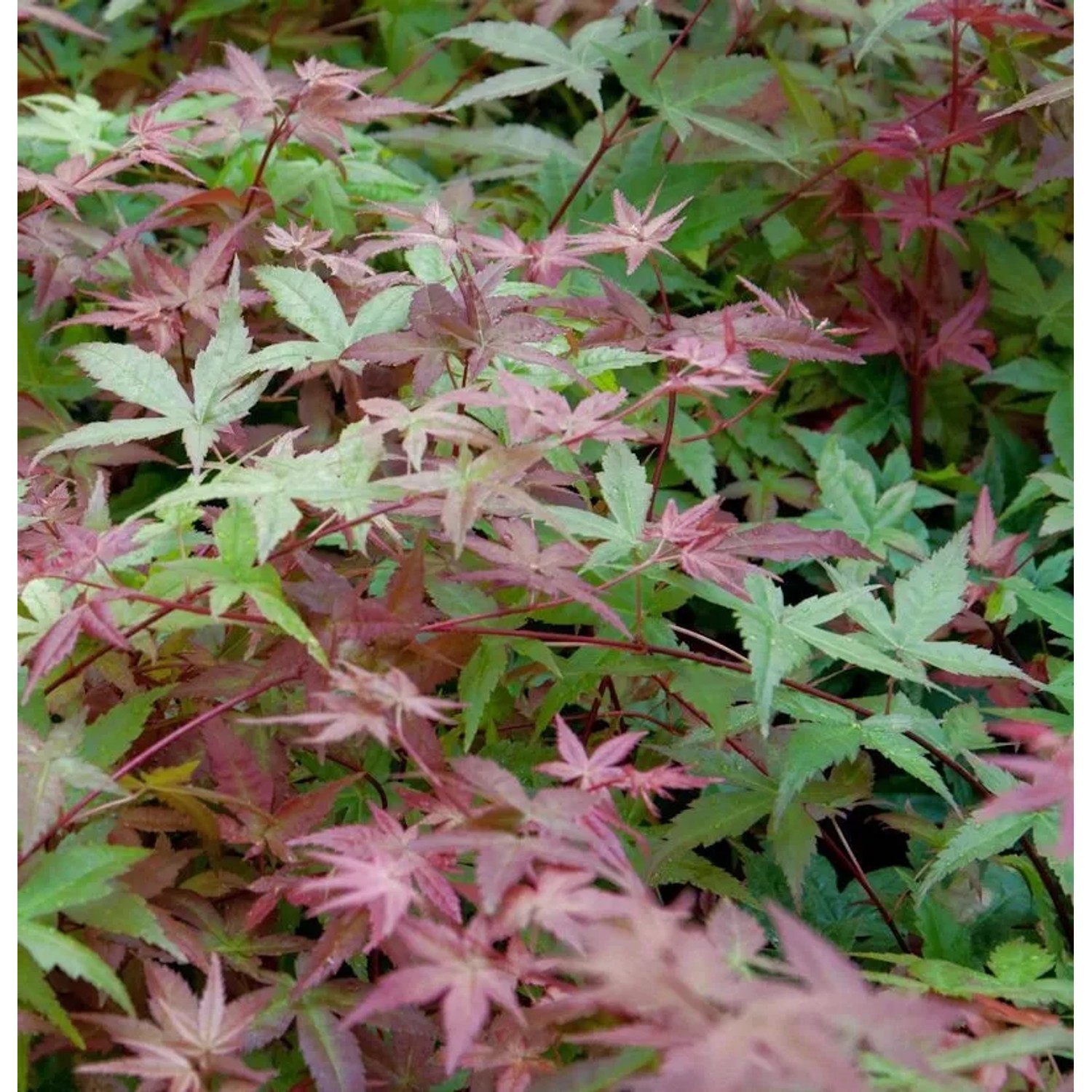 Japanischer Schlitzahorn Beni maiko 60-80cm - Acer palmatum