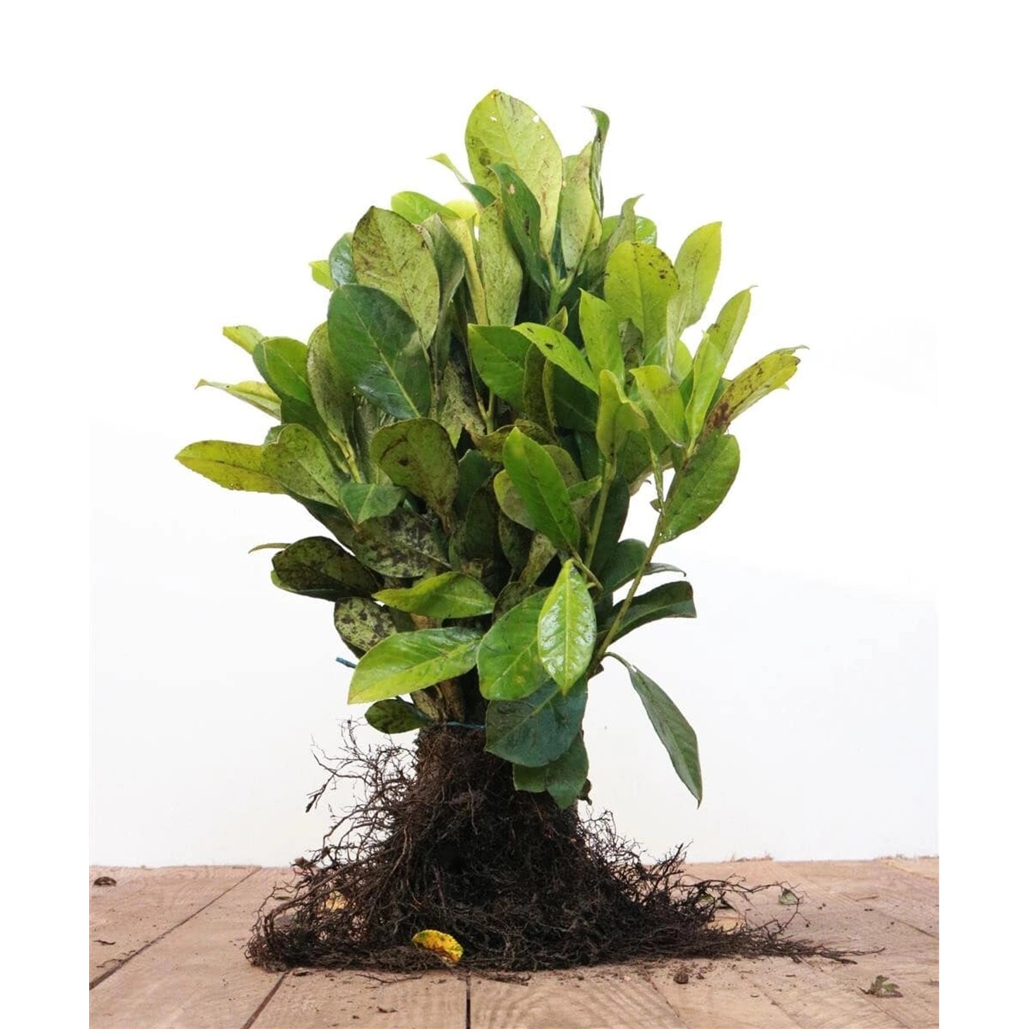 Prunus laurocerasus 'Novita' 30-50 cm günstig online kaufen