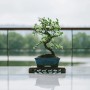 S-förmiger Bonsai Baum mit grünem Laub im blauen Keramiktopf auf Holzständer. Ein stilvoller Hausbaum für Ihr Zuhause.