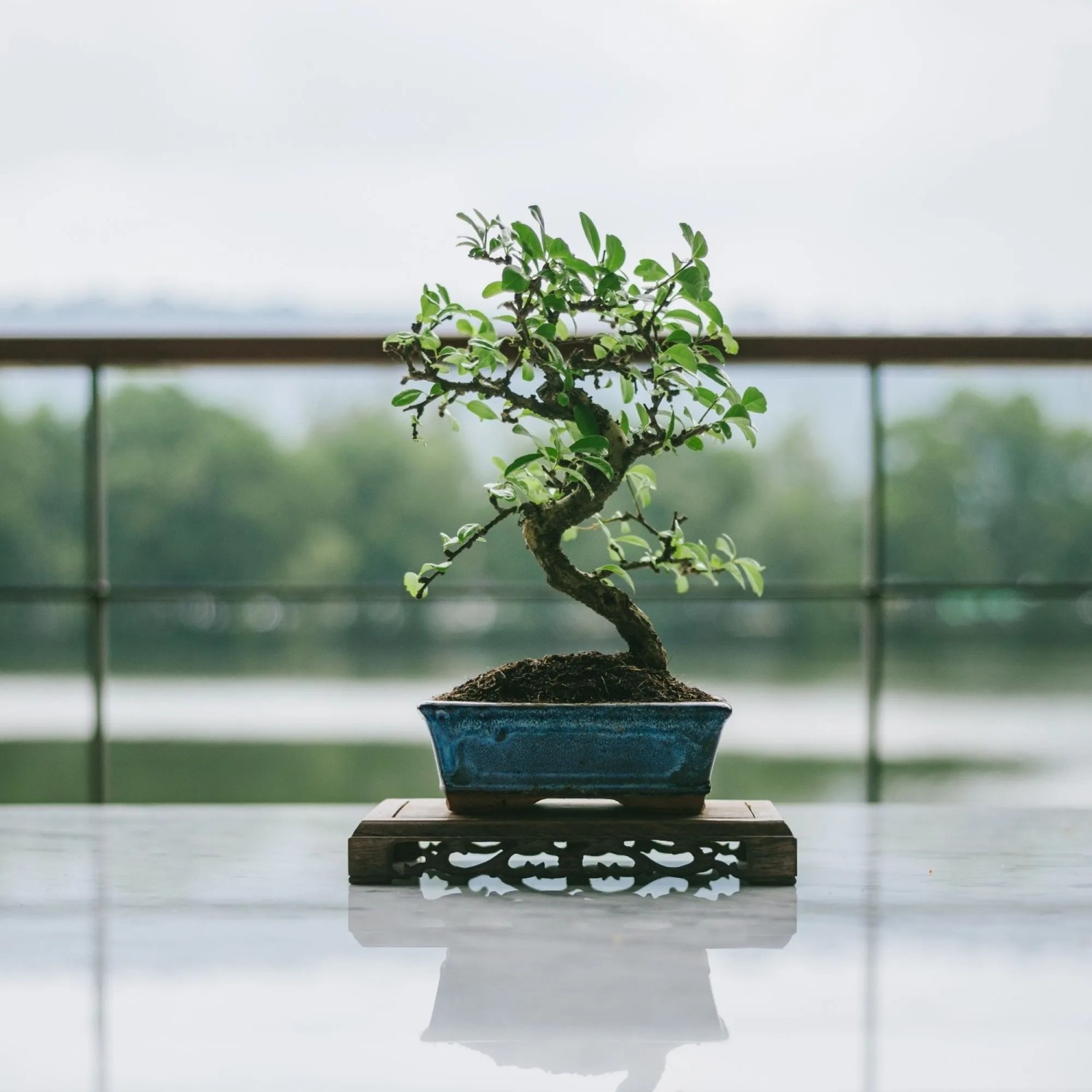 S-förmiger Bonsai Baum mit grünem Laub im blauen Keramiktopf auf Holzständer. Ein stilvoller Hausbaum für Ihr Zuhause.