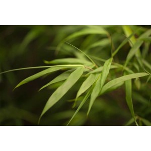 Immergrüner Bambus 'Asian Wonder' (Fargesia Scabrida) mit grünen Blättern, Detailaufnahme.