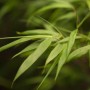Immergrüner Bambus 'Asian Wonder' (Fargesia Scabrida) mit grünen Blättern, Detailaufnahme.