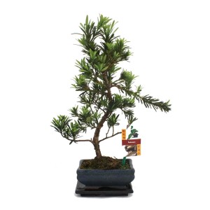 Exotenherz Bonsai Steineibe (Podocarpus), ca. 25cm hoch, in dunkler Schale. Zimmerbonsai.