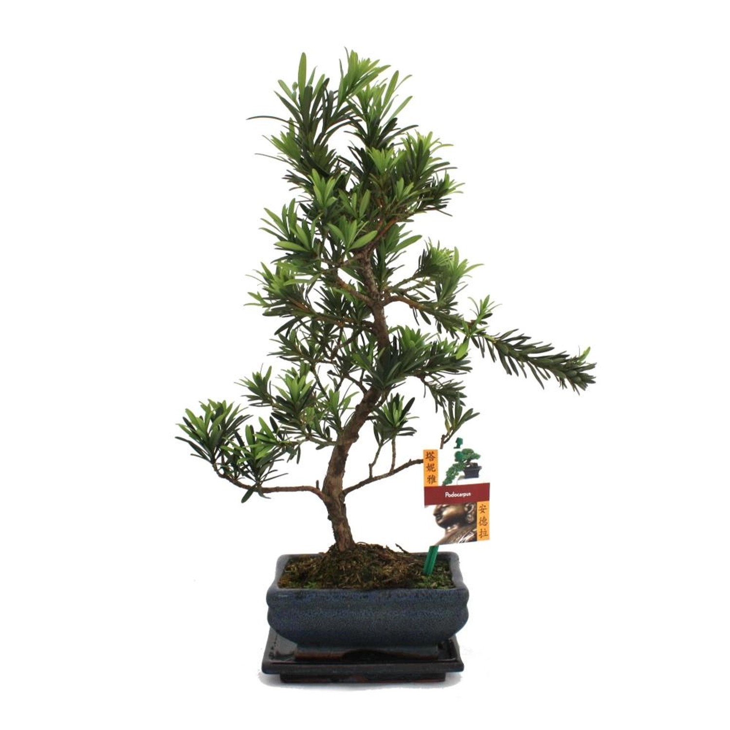 Exotenherz Bonsai Steineibe Podocarpus Macrophyllus ca. 6 Jahre