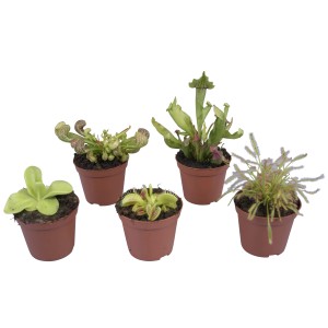 Fleischfresser Mix im Topf, ca. 9 cm Ø, verschiedene Karnivoren Arten.