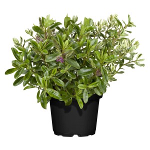 Strauchveronika 'Twins' im Topf, ca. 40 cm hoch. Hebe andersonii mit grünen und weißrandigen Blättern.