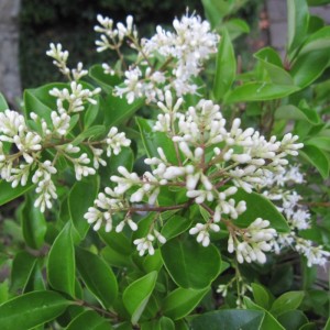 Japanischer Liguster 'Texanum' Ligustrum japonicum 30 bis 40 cm im Container Kompakt Wachsend
