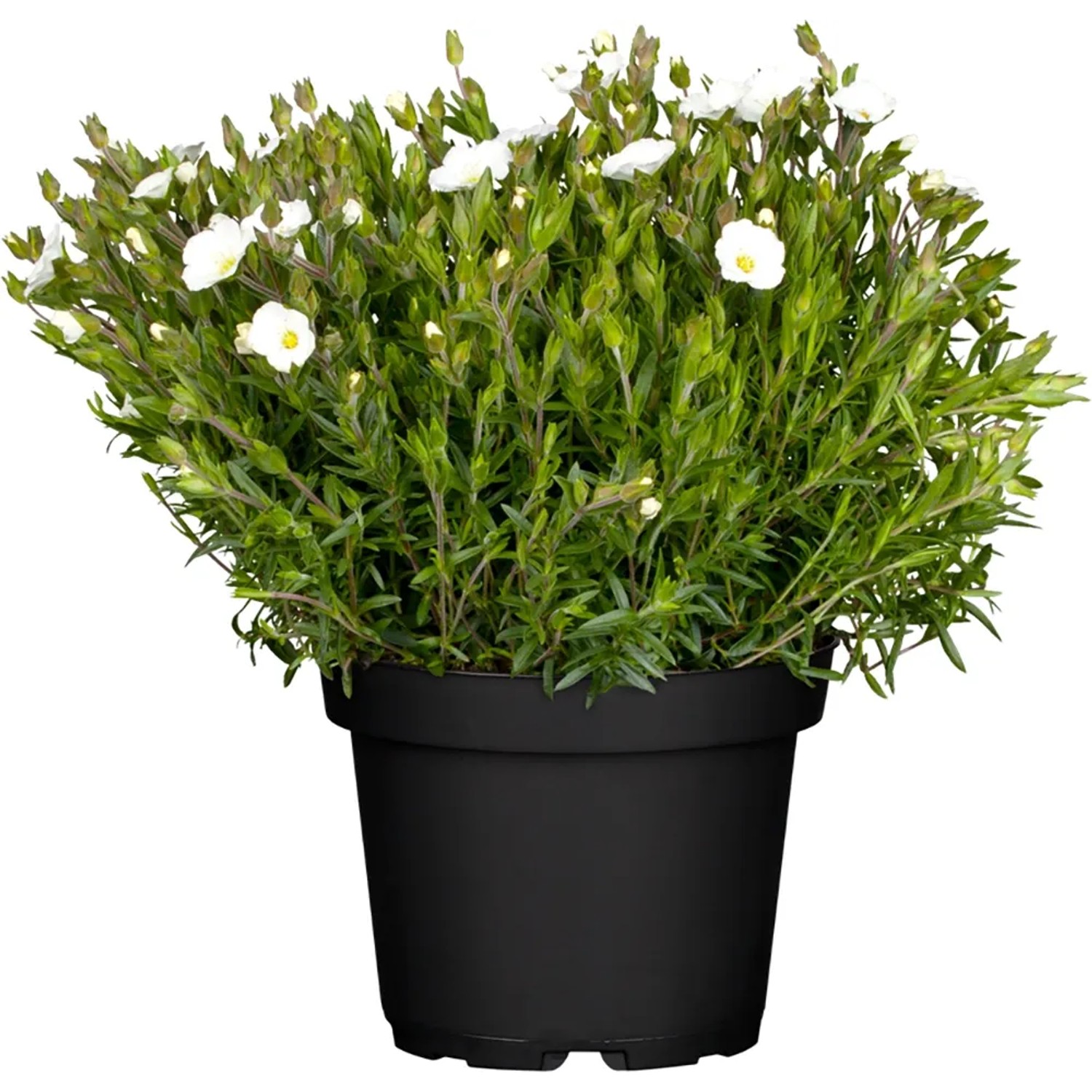 zimmerpflanze große blätter weiß grün Ficus Lyrata Geigen-Feige Zimmerpflanze Ø21cm ↕80cm kaufen