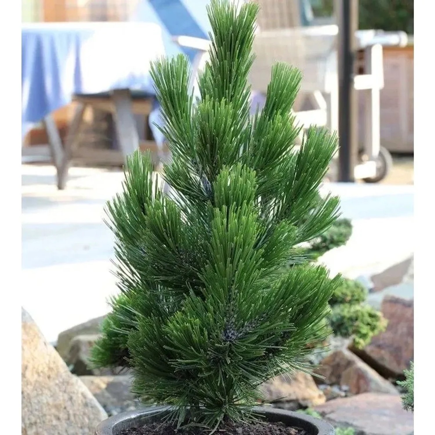 Zwerg Schlangenhautkiefer Little Dracula 30-40cm - Pinus,eucodermis