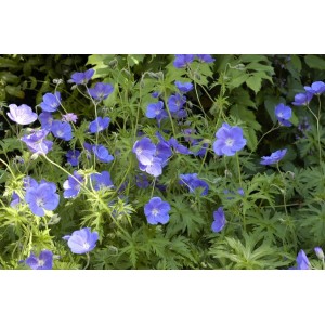 Blühender Wiesen-Storchschnabel 'Orion' im 9x9 cm Topf, leuchtend blaue Blüten.