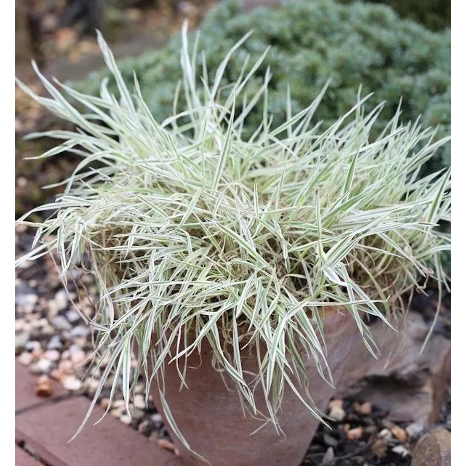 Weiches Honiggras Albovariegatus - Holcus mollis