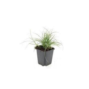 Weiße Hainsimse 'Schnee-Marbel' im 9cm Topf. Ziergras für den Bodendecker im Garten.