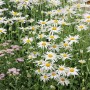 Nahaufnahme der weißen Alaska Margerite (Leucanthemum X Superbum Alaska) im 9x9 cm Topf.