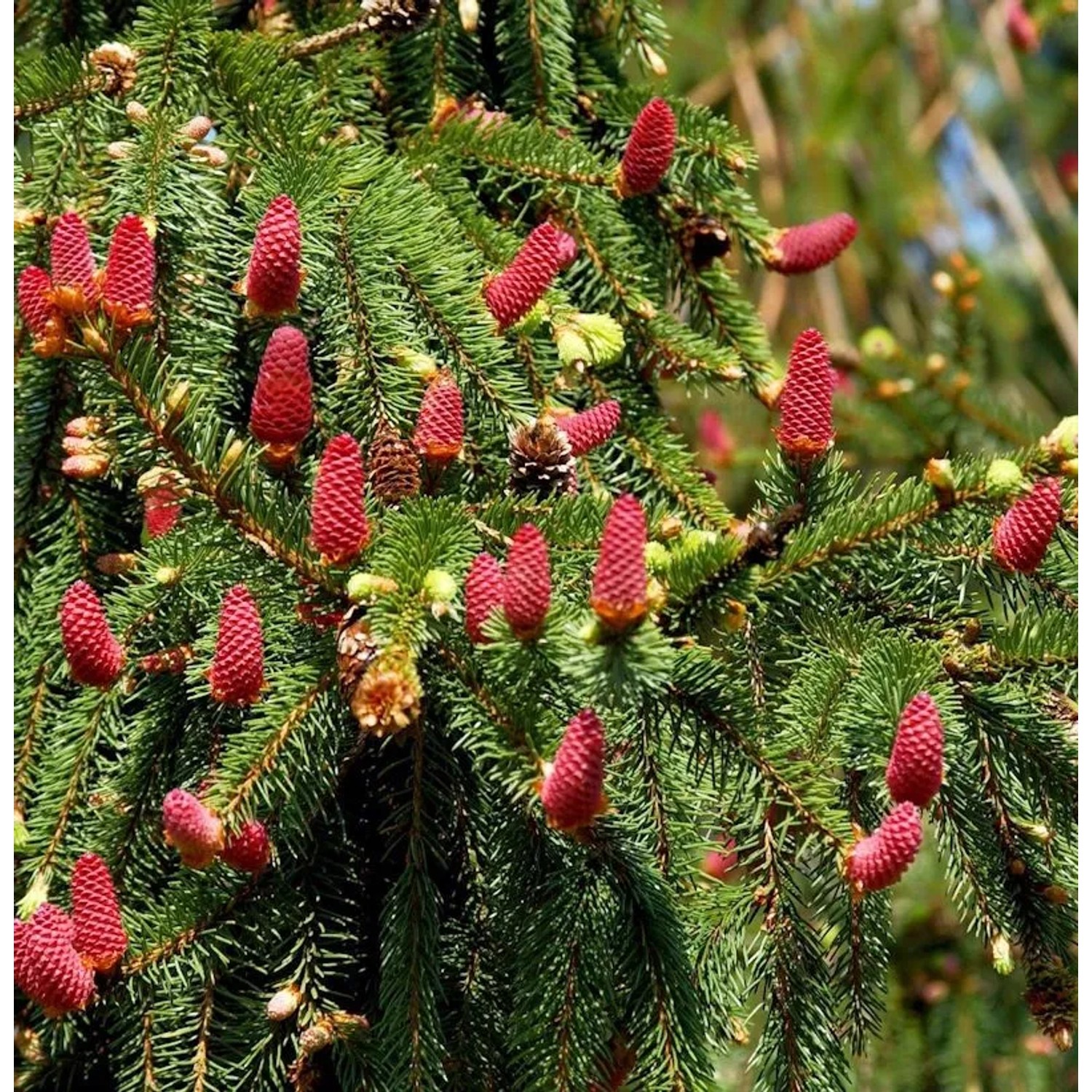 Zapfenfichte Acrocona 60-70cm - Picea abies