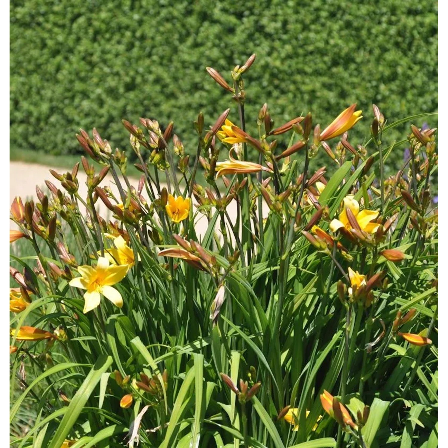 Späte Wiesentaglilien - Hemerocallis thunbergii