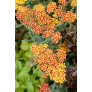 Leuchtend orange Schafgarbe 'Walter Funcke' im 9x9 cm Topf. Ideal für sonnige Beete.
