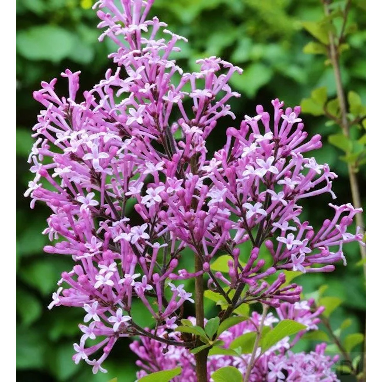 Edelflieder Red Pix 125-150cm - Syringa meyeri