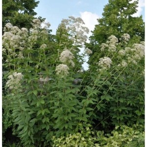 Blühender Durchwachsener Wasserdost (Eupatorium perfoliatum), eine Staude mit weißen Blüten.