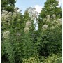 Blühender Durchwachsener Wasserdost (Eupatorium perfoliatum), eine Staude mit weißen Blüten.