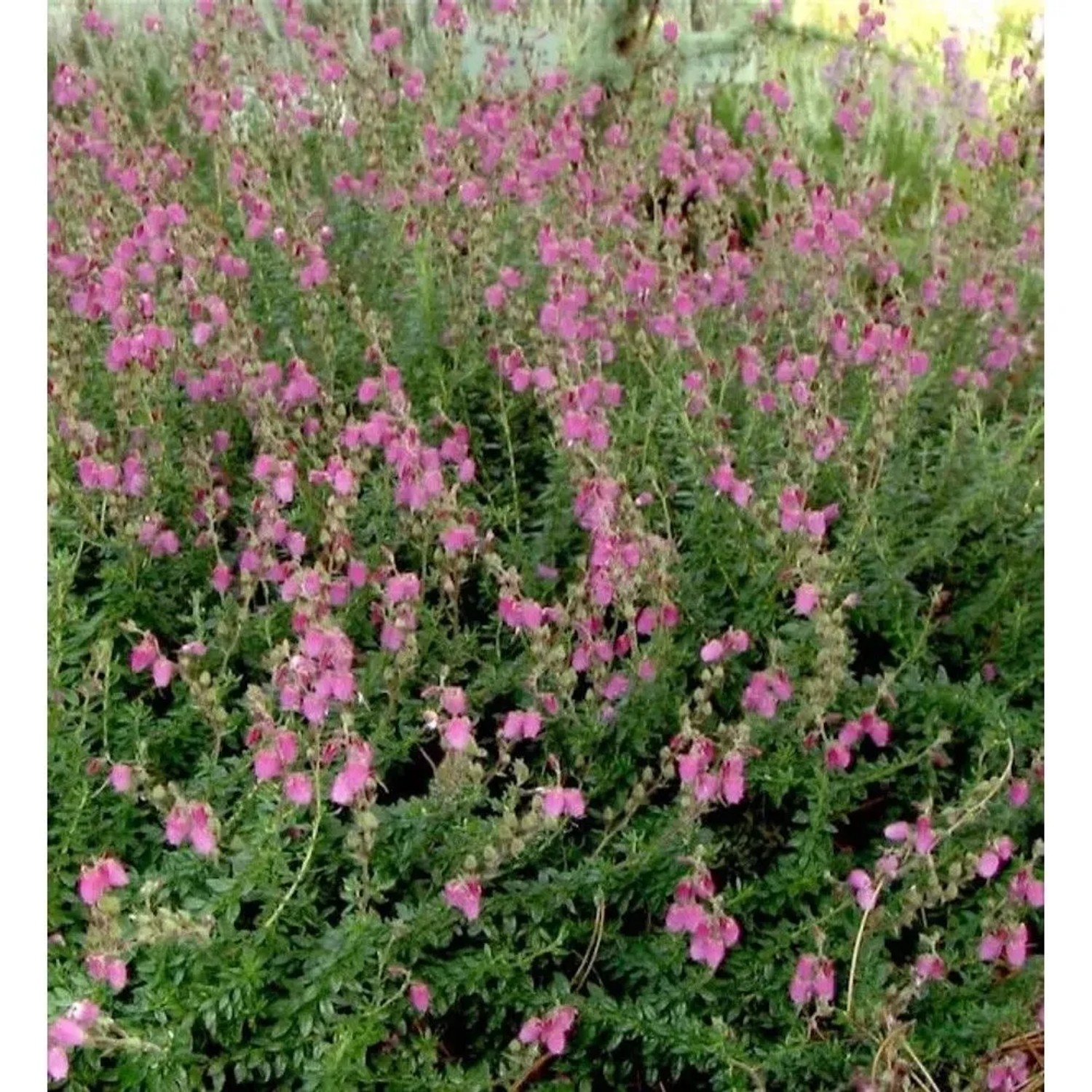 10x Irische Heide Arielle - Daboecia cantabrica