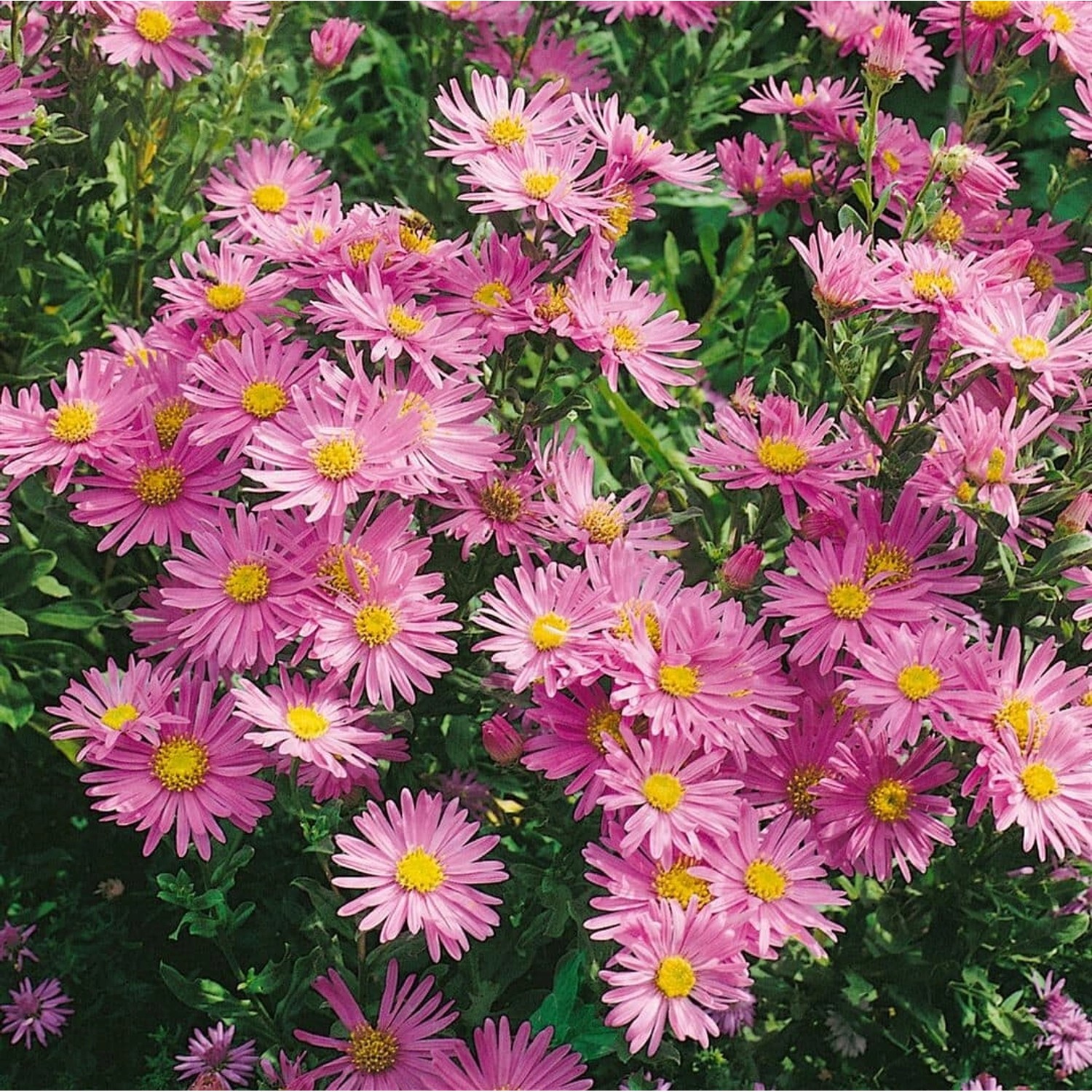 Aster Dumosus Wachsenburg Kissenaster Ca. 9x9 cm Topf günstig online kaufen