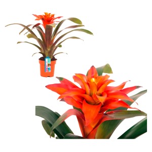 Guzmanie Fiero im Topf, ca. 12 cm. Bromelie mit leuchtend orangen Blüten.