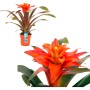 Guzmanie Fiero im Topf, ca. 12 cm. Bromelie mit leuchtend orangen Blüten.