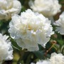 Nahaufnahme einer weißen GROW by OBI Pfingstrose Lactiflora im Garten.