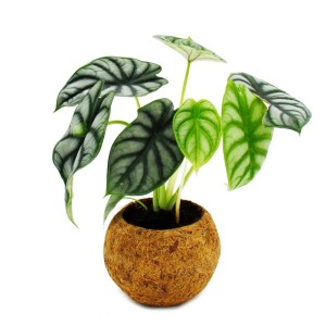 Exotenherz Alocasia Dragon Scale im Kokodama-Gefäß (ca. 15cm).