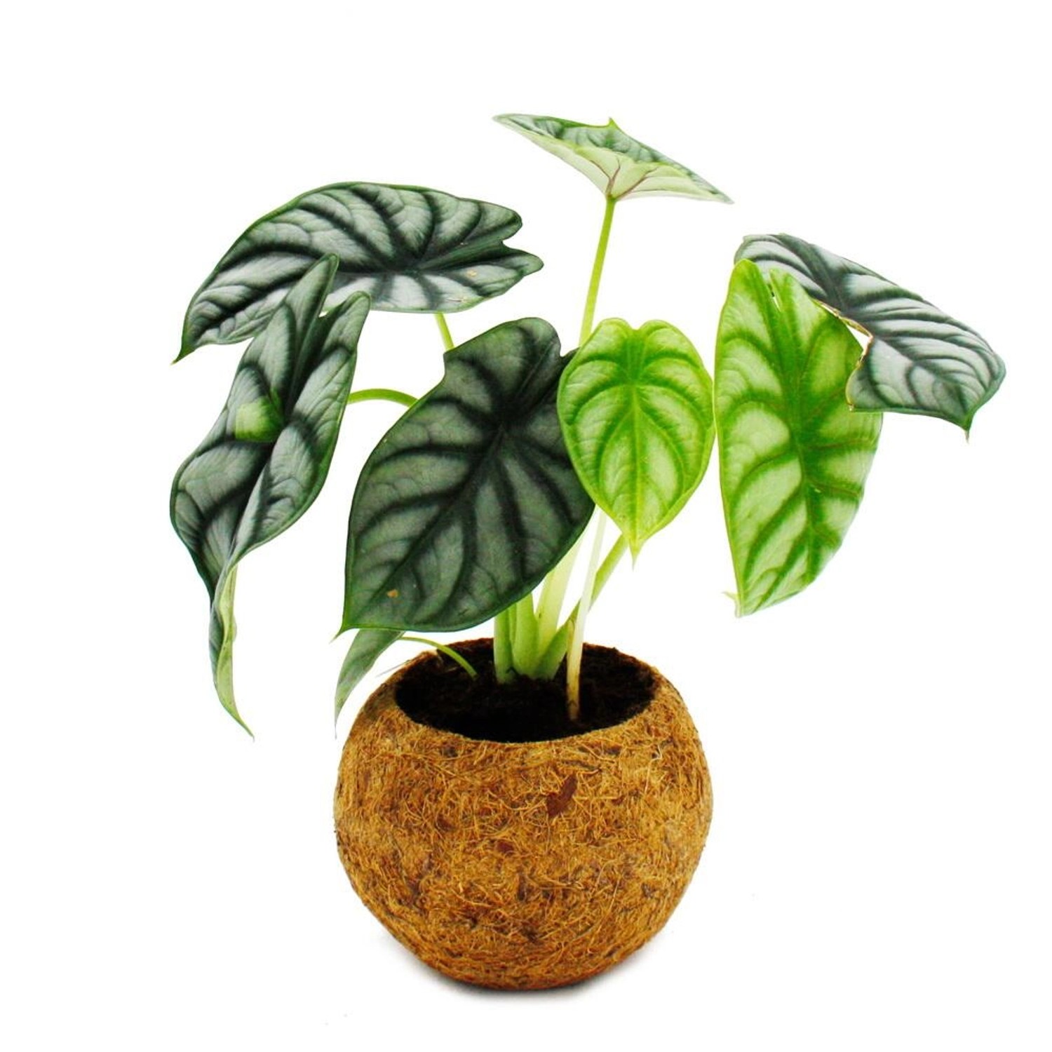 Exotenherz Kokodama Alocasia Baginda Dragon Scale Drachenschuppenpfeilblatt günstig online kaufen