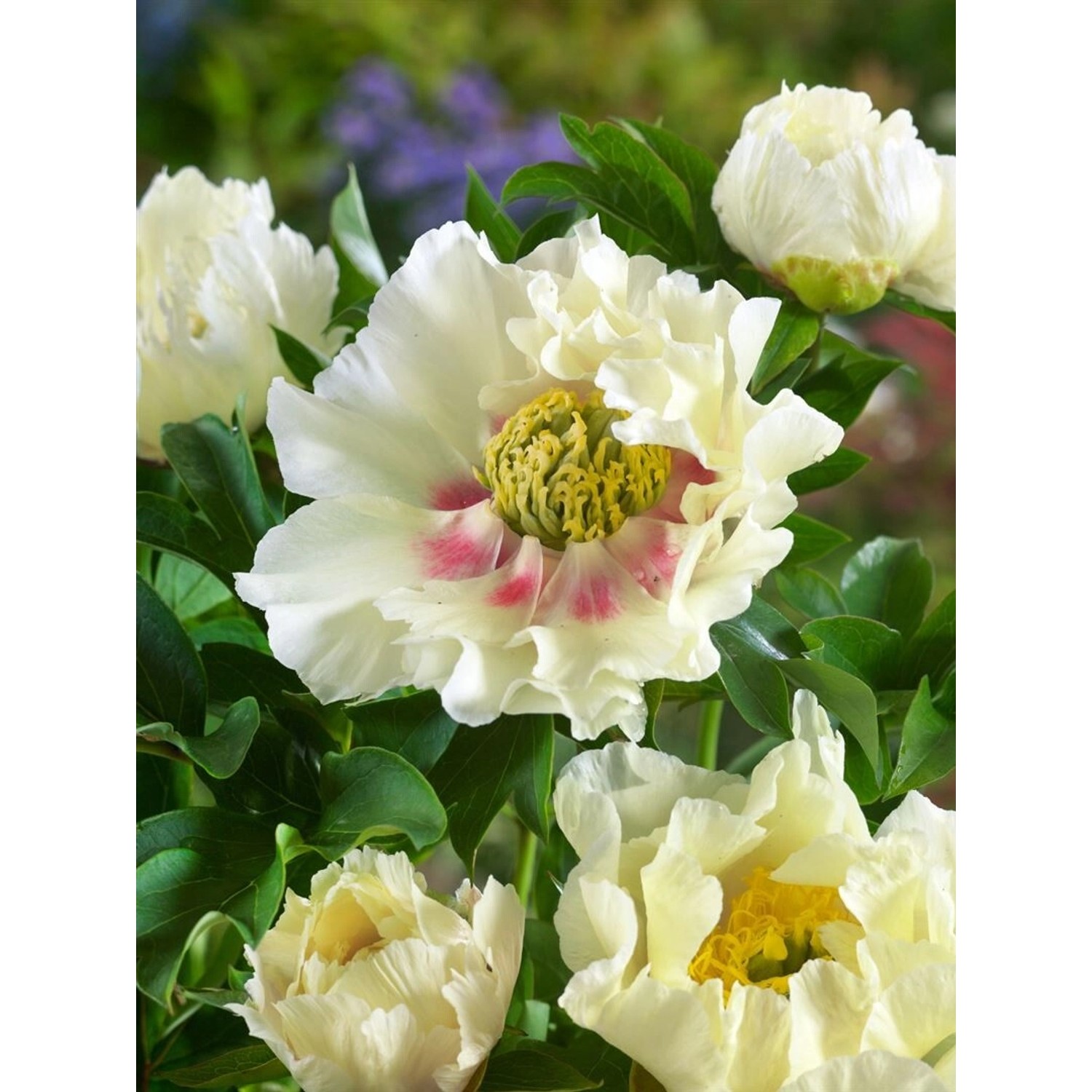 Paeonia Shinning Light Pfingstrose 5-7,5 Liter Container günstig online kaufen