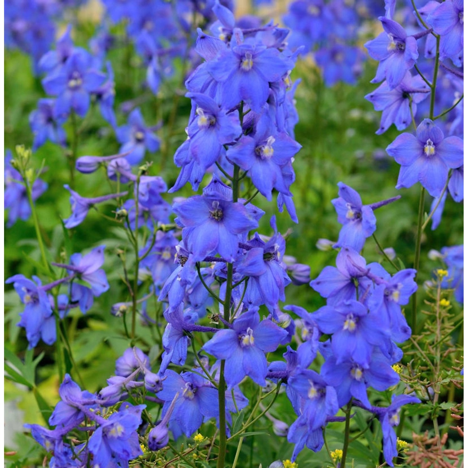 Rittersporn Piccolo - Delphinium belladonna günstig online kaufen