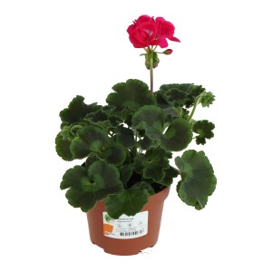 GROW by OBI Geranie 'Hot Pink' im Topf, eine attraktive Stehpflanze für Balkon und Garten.