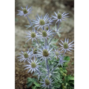 Blühende Flachblatt-Mannstreu (Eryngium planum) im 9x9 cm Topf, stahlblaue Blüten.