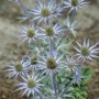 Blühende Flachblatt-Mannstreu (Eryngium planum) im 9x9 cm Topf, stahlblaue Blüten.