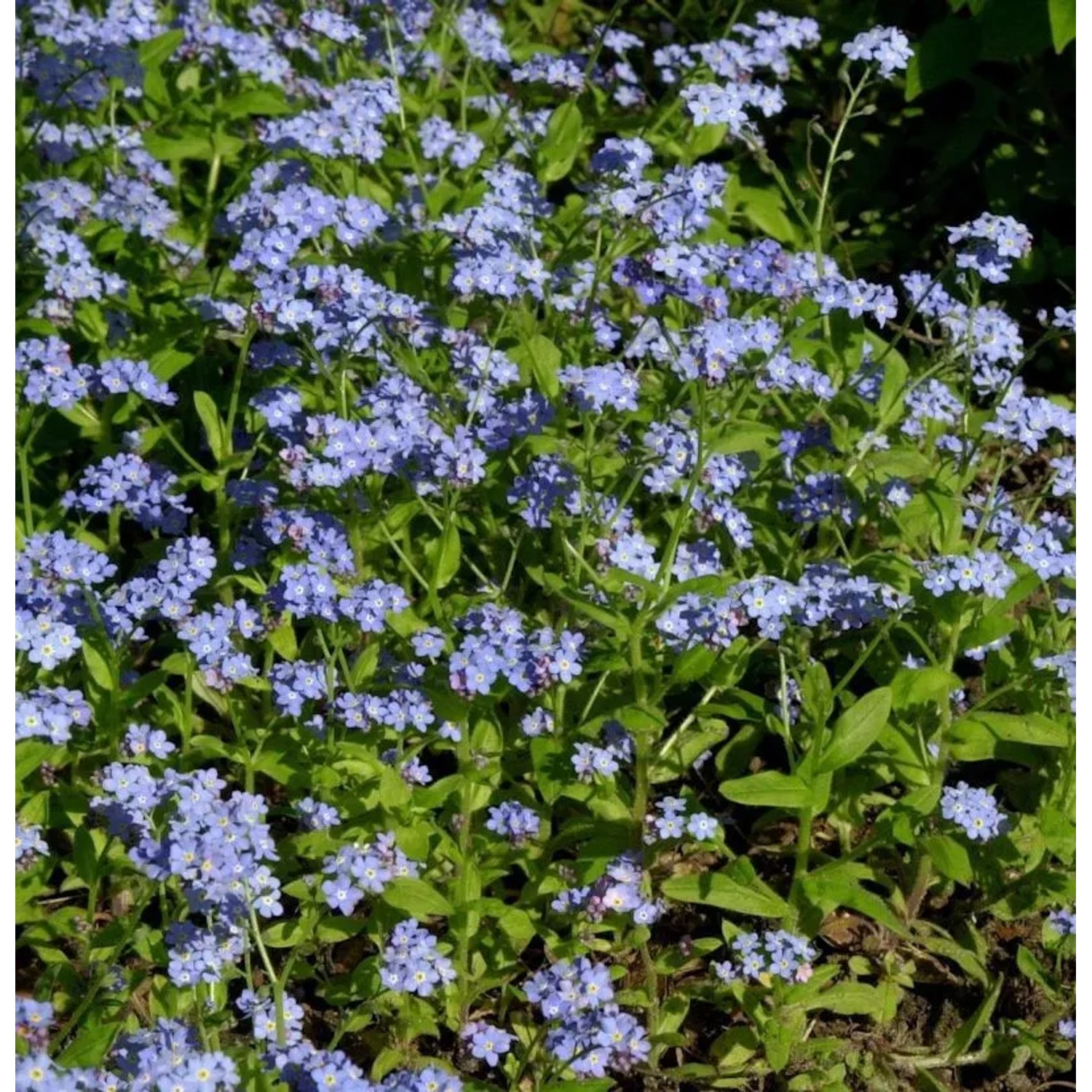 Sumpfvergissmeinnicht Victoria Indigoblau - Myosotis sylvatica
