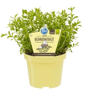 Blu Berg-Bohnenkraut im Topf (ca. 12 cm Ø). Küchenkräuter für Balkon & Garten.