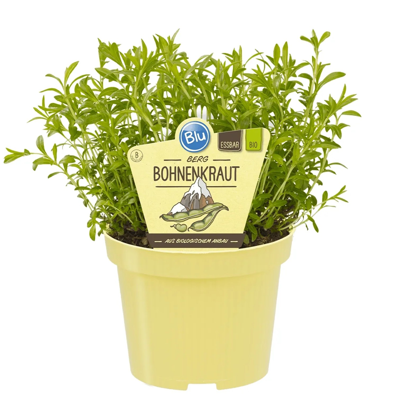 Blu Berg-Bohnenkraut Topf-Ø ca. 12 cm