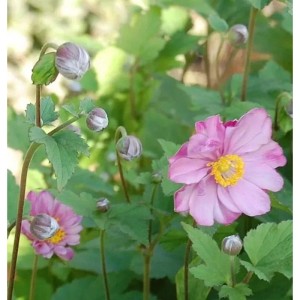 Herbstanemone Rotkäppchen: Zarte, rosa Blüten und grüne Blätter der Anemone japonica im Detail.