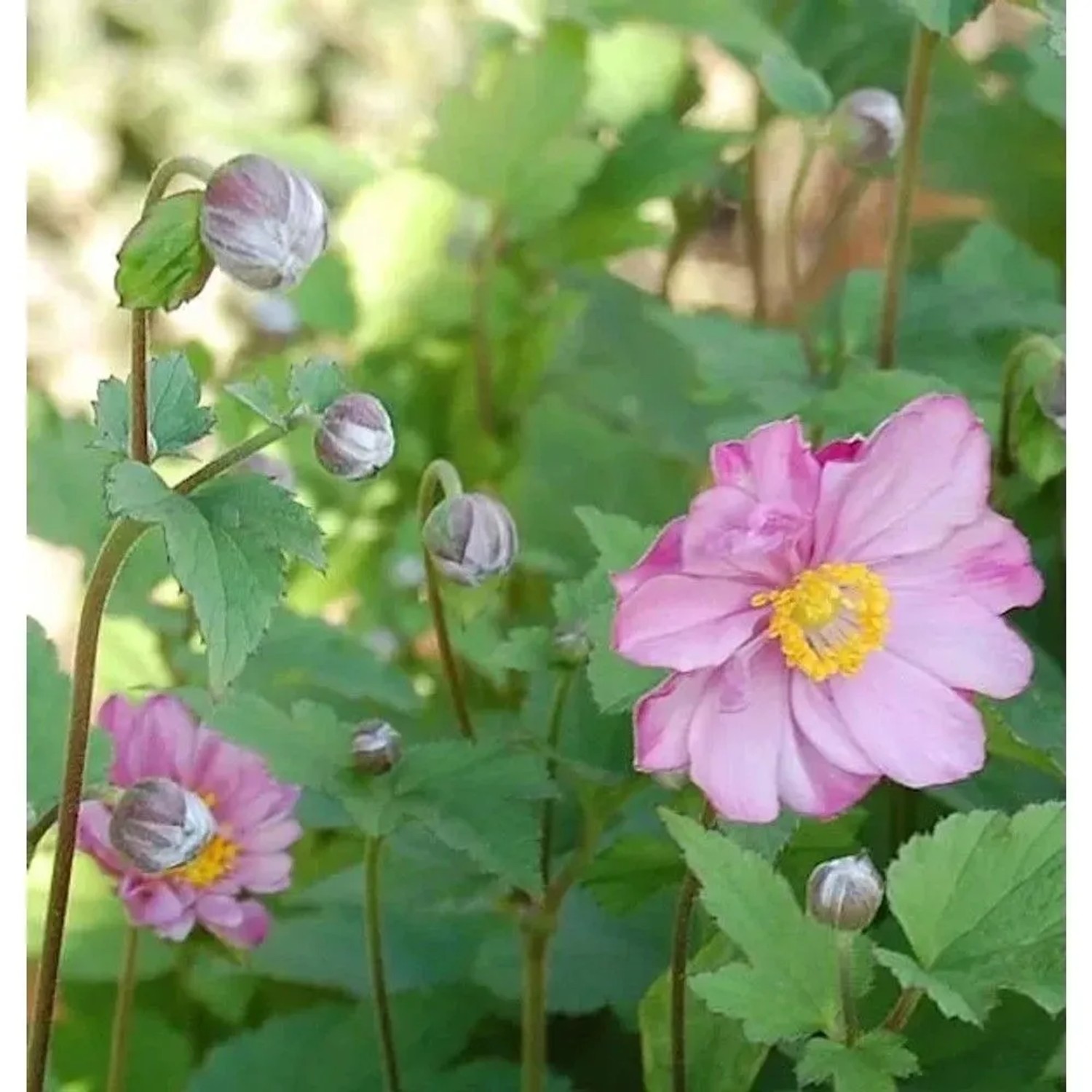 Herbstanemone Rotkäppchen - Anemone japonica
